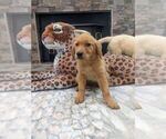 Small #7 Golden Retriever