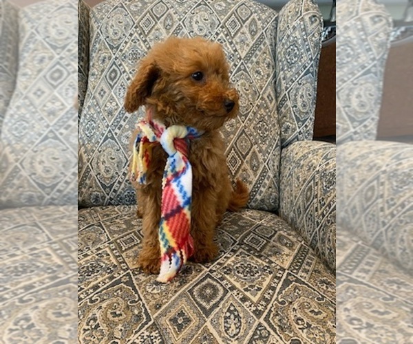 Medium Photo #3 Poodle (Toy) Puppy For Sale in LANSDALE, PA, USA