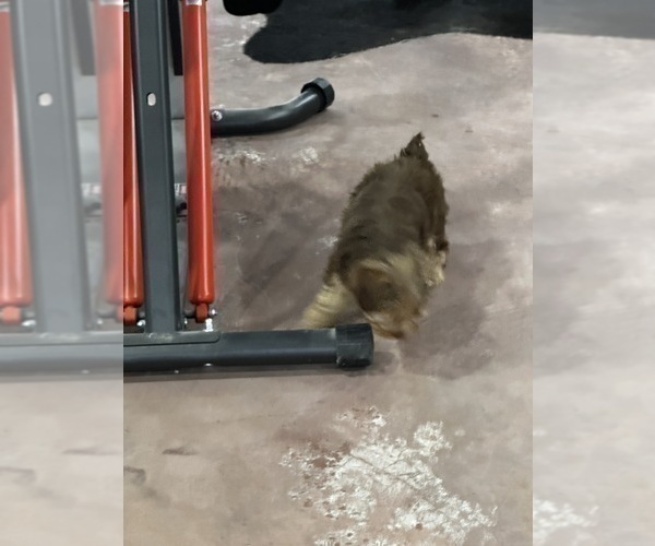 Medium Photo #22 Morkie Puppy For Sale in CASSVILLE, MO, USA