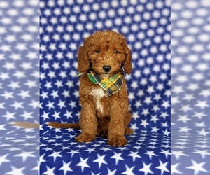 Goldendoodle (Miniature) Puppy for sale in KIRKWOOD, PA, USA