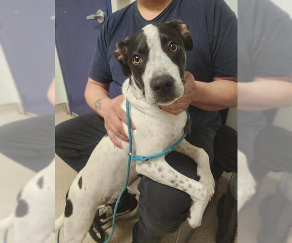 Medium Photo #1 Pointer Puppy For Sale in Bakersfield, CA, USA