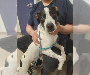 Pointer Dogs for adoption in Bakersfield, CA, USA