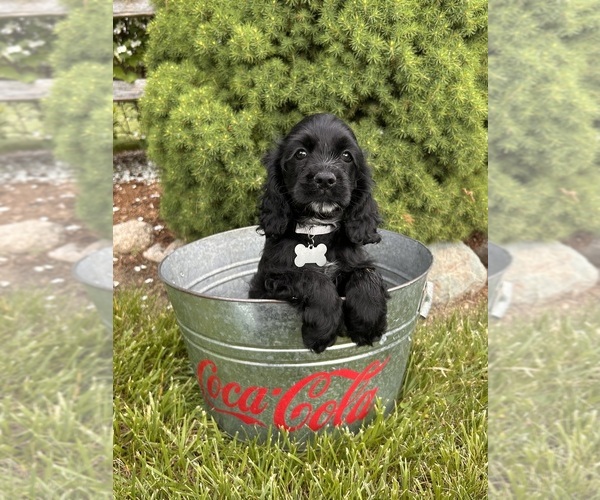 Medium Photo #4 Cocker Spaniel Puppy For Sale in MIDDLEBURY, IN, USA