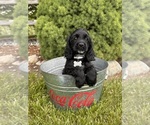 Small #3 Cocker Spaniel