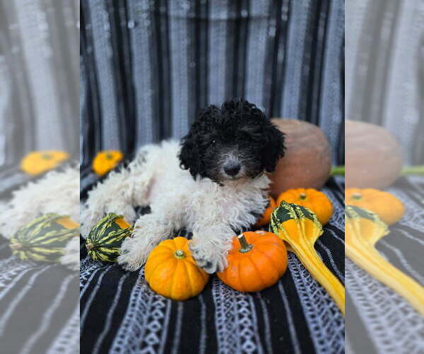 Medium Photo #3 Goldendoodle-Poodle (Miniature) Mix Puppy For Sale in CANON CITY, CO, USA