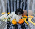 Small #2 Goldendoodle-Poodle (Miniature) Mix