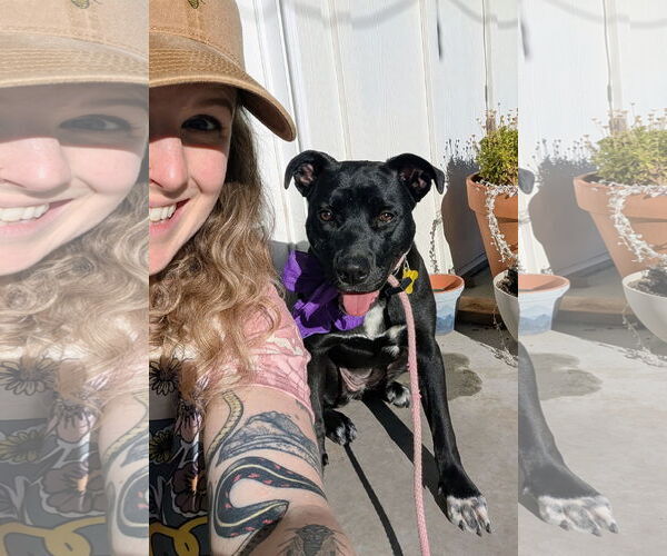 Medium Photo #5 Mutt Puppy For Sale in Sandy, UT, USA