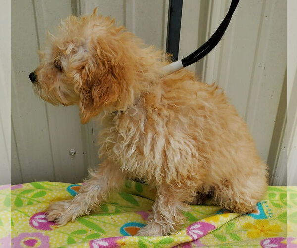 Medium Photo #4 Poodle (Miniature) Puppy For Sale in Mountain View, MO, USA