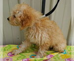 Small #3 Poodle (Miniature)