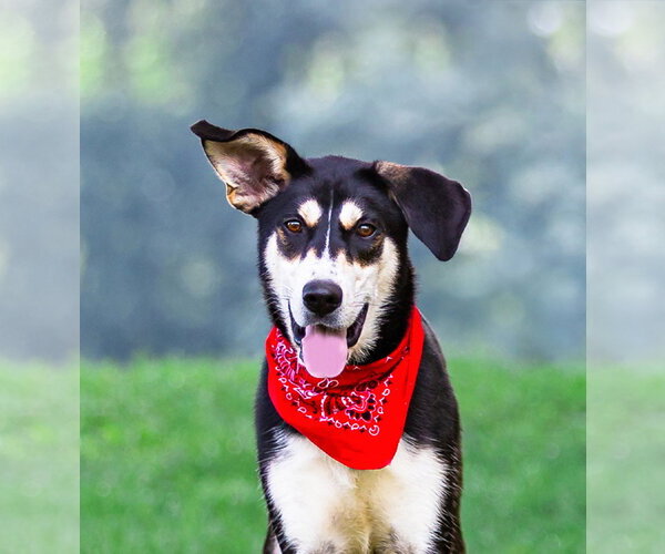 Medium Photo #5 Siberian Husky-Unknown Mix Puppy For Sale in Unionville, PA, USA