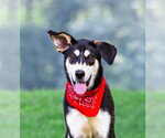 Small #4 Siberian Husky Mix