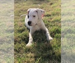 Small Photo #4 Dogo Argentino Puppy For Sale in SAN ANTONIO, TX, USA
