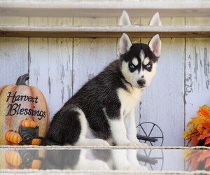 Siberian Husky Puppy for sale in FREDERICKSBG, OH, USA