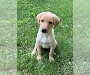 Labrador Retriever Puppy for sale in SACRED HEART, MN, USA