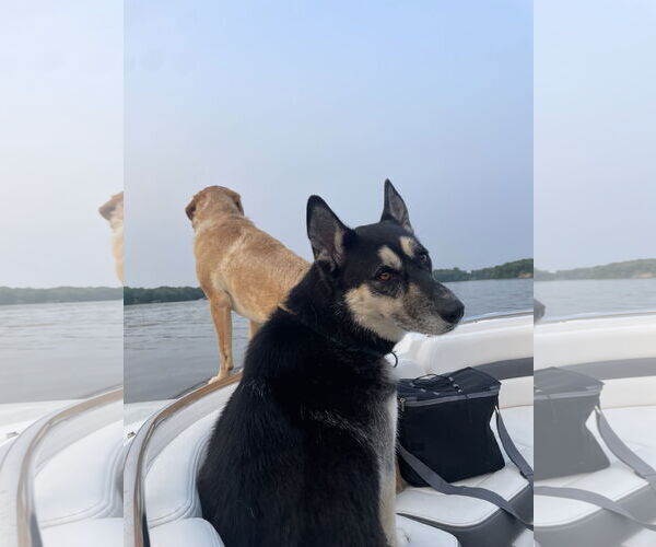 Medium Photo #22 Huskies -Unknown Mix Puppy For Sale in Minneapolis, MN, USA