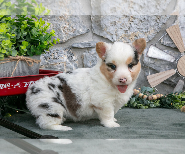 Medium Photo #19 Pembroke Welsh Corgi Puppy For Sale in LEOLA, PA, USA