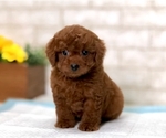 Small Photo #7 Poodle (Toy) Puppy For Sale in DALLAS, TX, USA