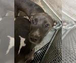 Small American Pit Bull Terrier