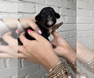 Cock-A-Poo Puppy for Sale in STEPHENVILLE, Texas USA