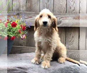 Goldendoodle-Poodle (Miniature) Mix Puppy for sale in DRY RUN, PA, USA