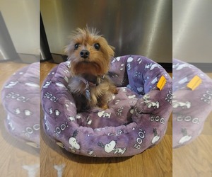 Mother of the Yorkshire Terrier puppies born on 09/17/2025