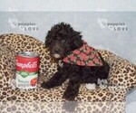 Small #4 Poodle (Toy)
