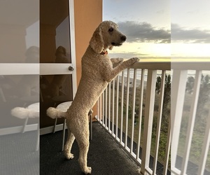 Father of the Poodle (Standard) puppies born on 01/12/2025