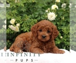 Small #3 Cavapoo
