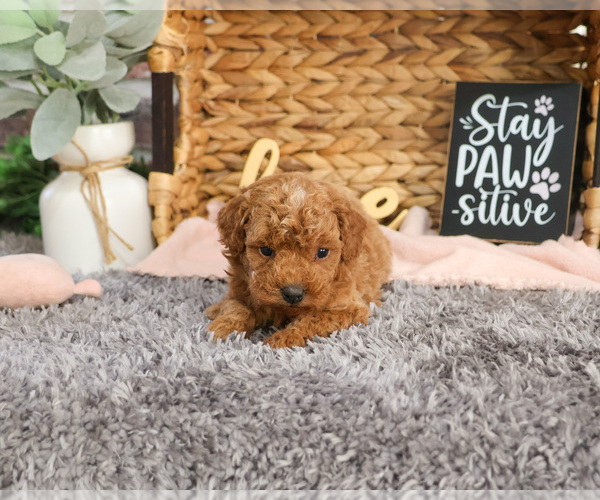 Medium Photo #1 Goldendoodle Puppy For Sale in SYRACUSE, IN, USA