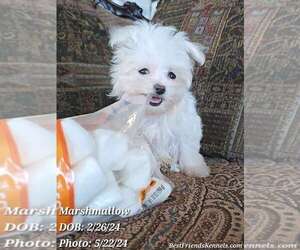 Maltese Puppy for Sale in TEMPE, Arizona USA