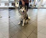 Small Alaskan Malamute