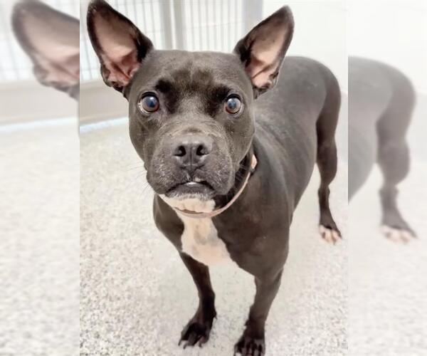 Medium Photo #2 Boston Terrier-Staffordshire Bull Terrier Mix Puppy For Sale in Houston, TX, USA