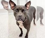 Small #1 Boston Terrier-Staffordshire Bull Terrier Mix
