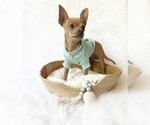Small #8 Chihuahua