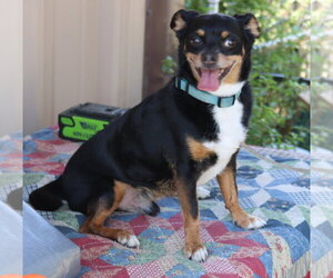 Chihuahua Dogs for adoption in Bandera, TX, USA