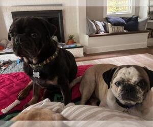 4018 - 2026 Chandler - Male Pug Dog for Adoption - Photo #4