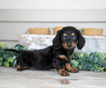 Puppy Lillian Dachshund