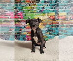 Small #7 American Pit Bull Terrier-Labrador Retriever Mix