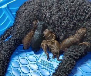 Labradoodle Litter for sale in KALKASKA, MI, USA