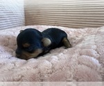 Small Photo #29 Yorkipoo Puppy For Sale in ARLINGTON, TX, USA