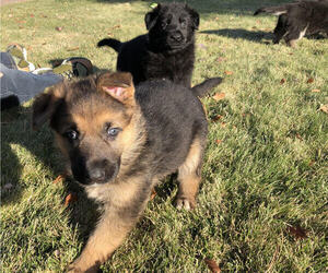 German Shepherd Dog Puppy for sale in BEND, OR, USA