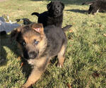 Small Photo #1 German Shepherd Dog Puppy For Sale in BEND, OR, USA