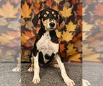 Small #8 Catahoula Leopard Dog Mix