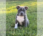 Small Photo #1 American Bully Puppy For Sale in GALVEZ, LA, USA