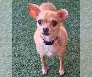 Royalty - Female Chihuahua Dog for Adoption - Photo #2