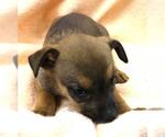 Small Mutt