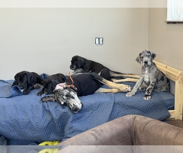 Medium Photo #4 Great Dane Puppy For Sale in BALTIMORE, MD, USA