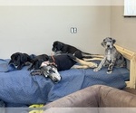 Small #3 Great Dane
