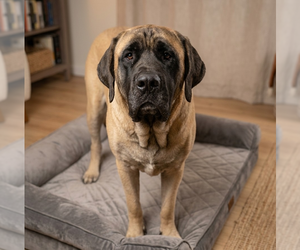 Mastiff-Unknown Mix Dogs for adoption in Vail, AZ, USA