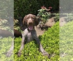 Small Photo #4 German Shorthaired Pointer Puppy For Sale in SAN DIEGO, CA, USA